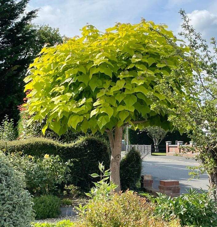 Indian Bean Tree | Catalpa bignonioides 'Aurea'