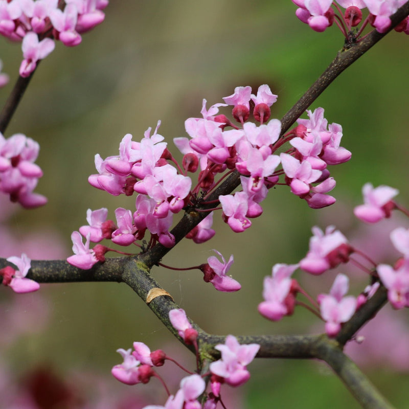 'Forest Pansy' Canadian Redbud Tree | Cercis canadensis Ornamental Trees