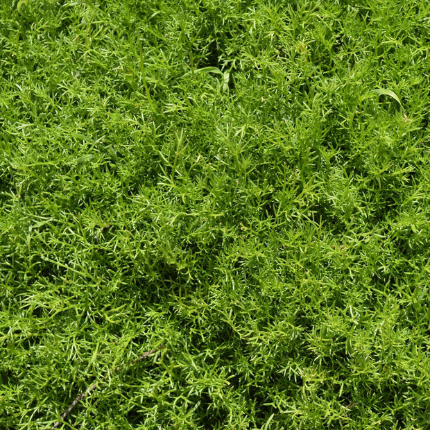 Lawn Chamomile Plant 'Treneague' Vegetable Plants