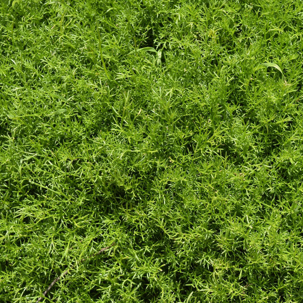 Lawn Chamomile Plant 'Treneague' Vegetable Plants