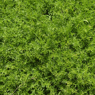 Lawn Chamomile Plant 'Treneague' Vegetable Plants