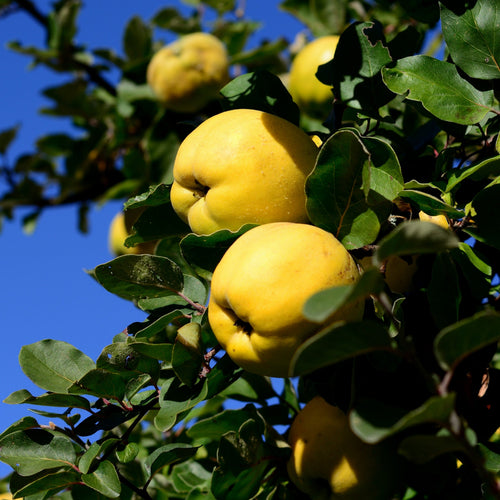 'Champion' Quince Tree Fruit Trees