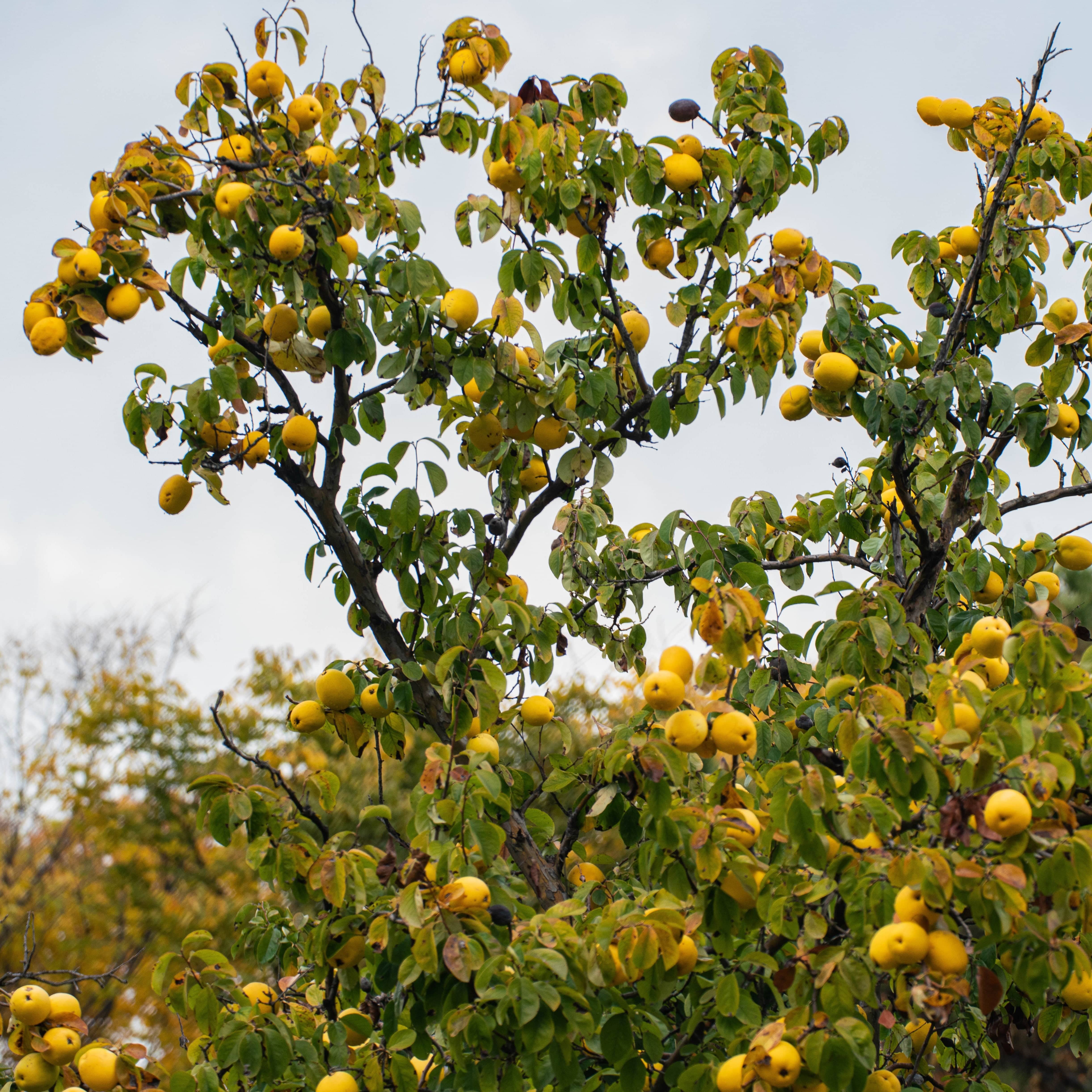 Quince Tree Roots Quince Tree Vranja Quince Tree £24.50 Quince Apple Trees And