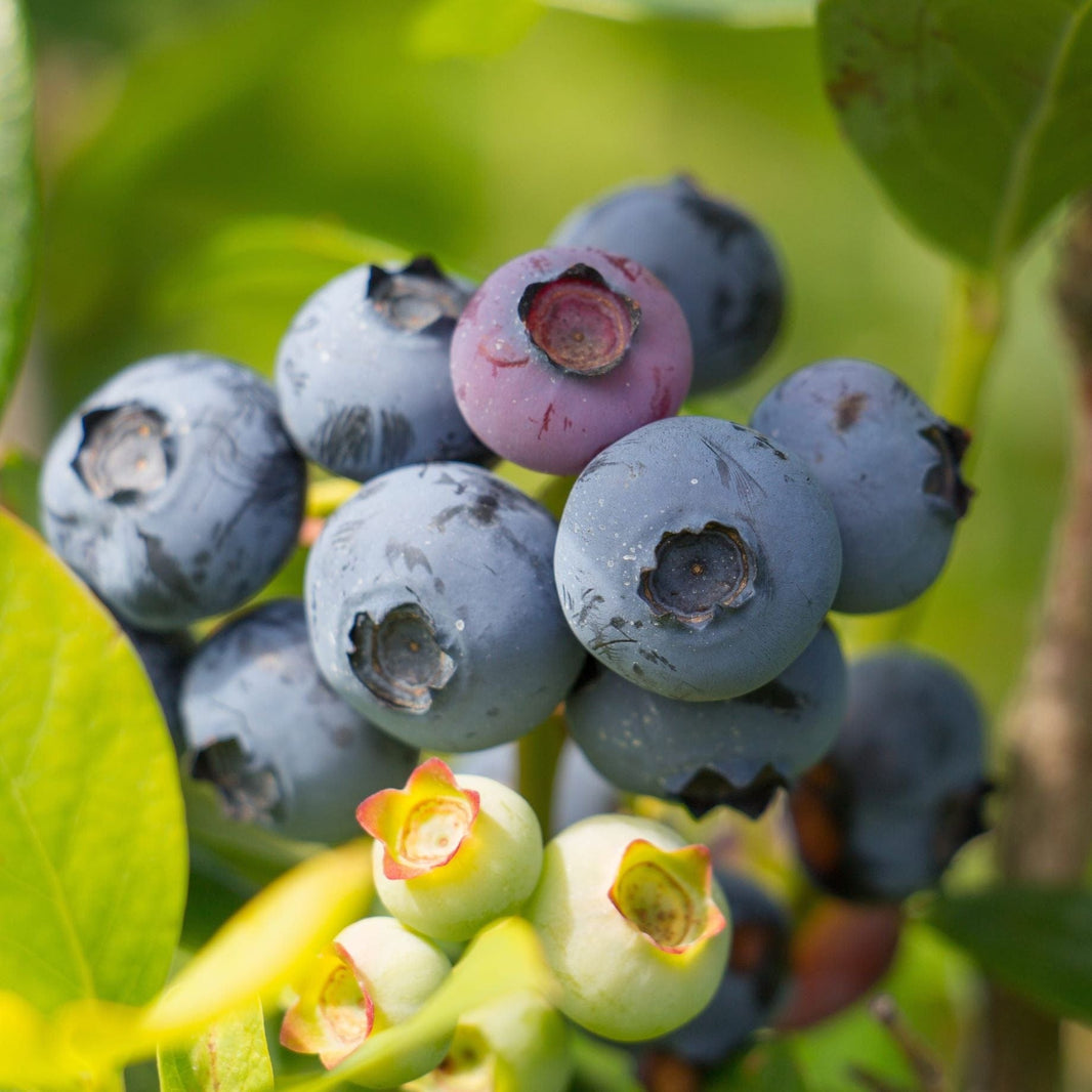 Which Are the Best Blueberry Plants? – Roots Plants