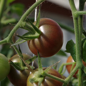 'Chocolate Cherry' Tomato Plant Vegetables