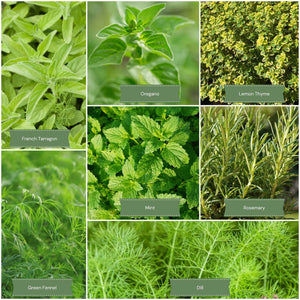 Chef's Best Herb Collection Vegetable Plants