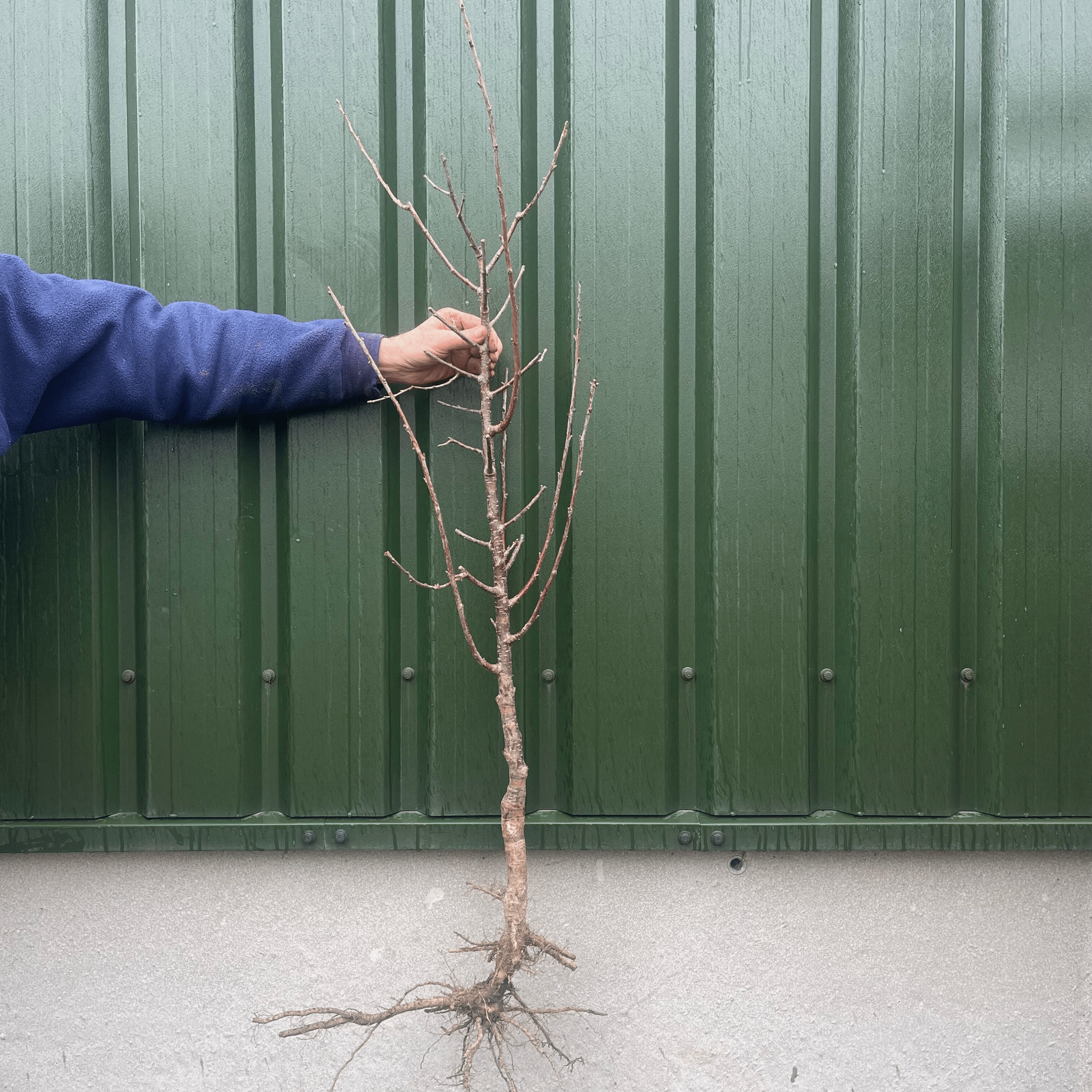 Cherry Tree With Roots Cherry Blossom Tree Roots Patio Cherry Blossom Tree | Prunus