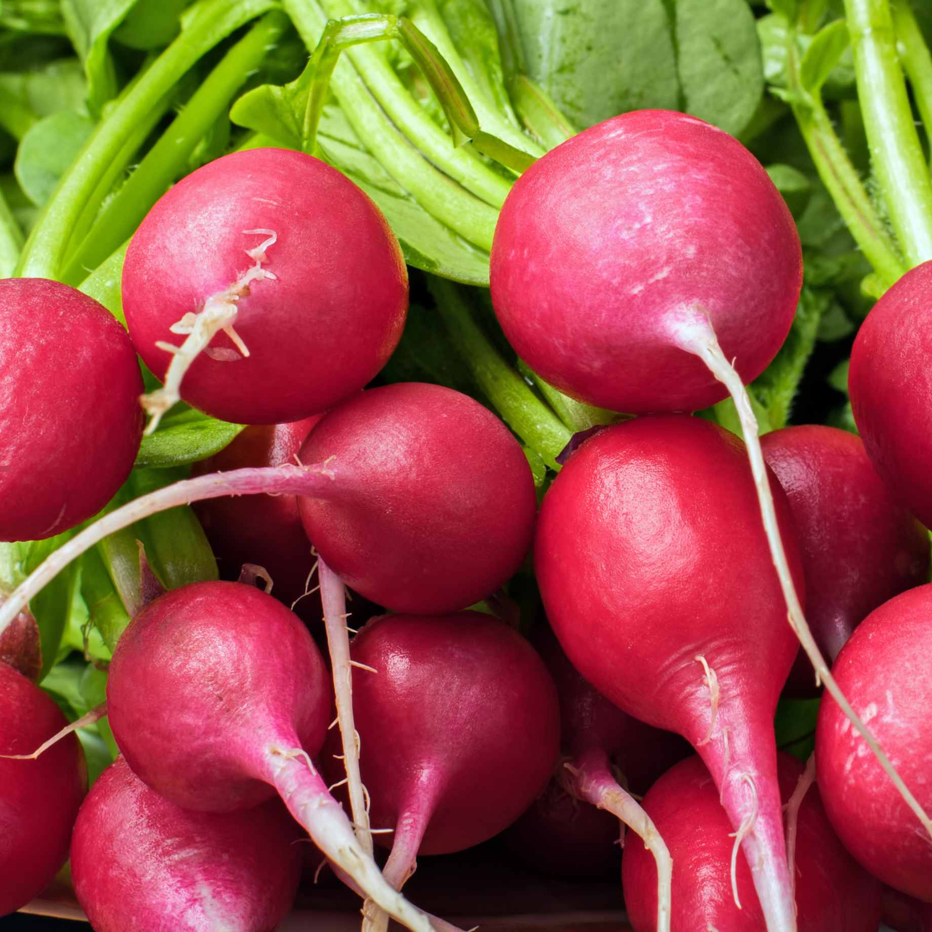 'Cherry Belle' Radish Plants – Roots Plants