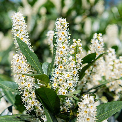 Cherry Laurel | Prunus laurocerasus 'Rotundifolia' Shrubs