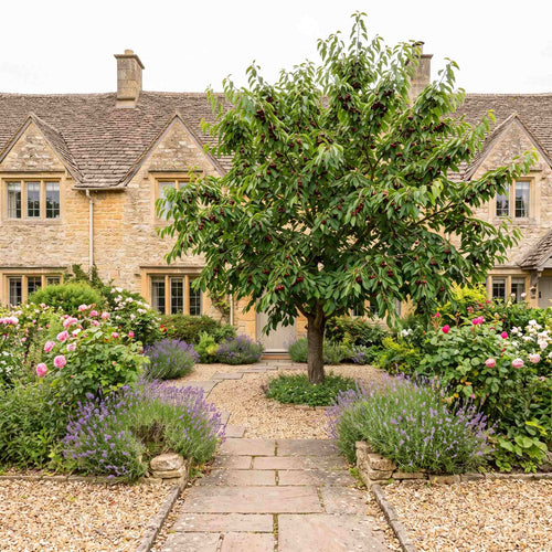 'Stella' Cherry Tree Fruit Trees