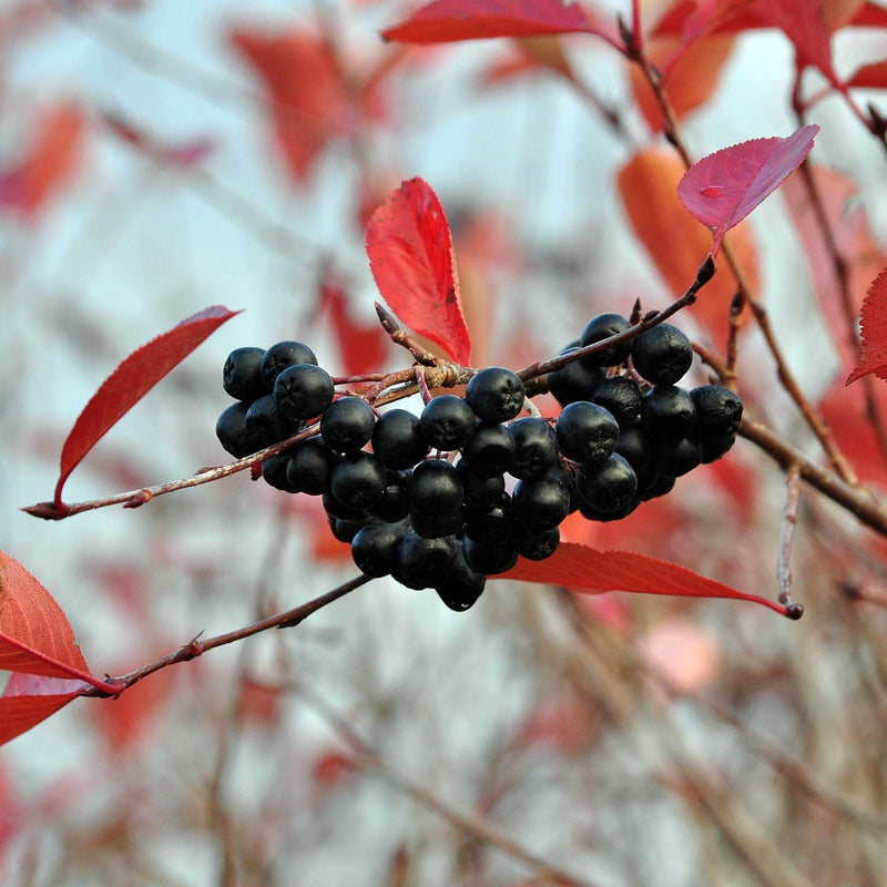 'Viking' Chokeberry Bush | Aronia x prunifolia Soft Fruit