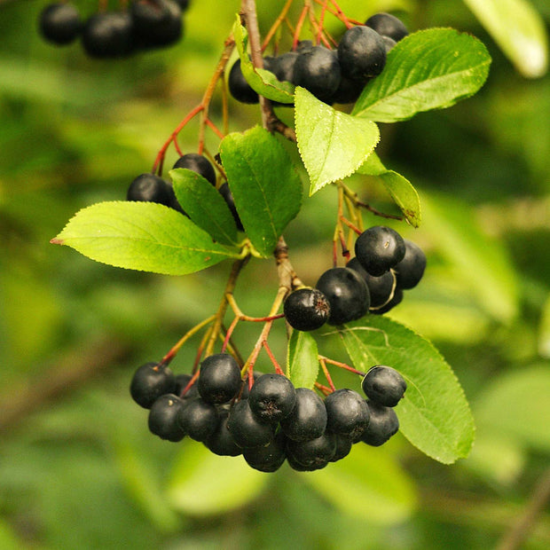'Viking' Chokeberry Bush | Aronia x prunifolia Soft Fruit