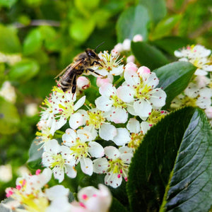 'Viking' Chokeberry Bush | Aronia x prunifolia Soft Fruit