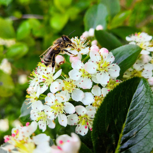 'Viking' Chokeberry Bush | Aronia x prunifolia Soft Fruit