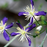 Scented Clematis | Clematis x aromatica Climbing Plants