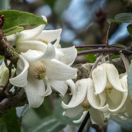 Clematis clarkeana 'Winter Beauty' Climbing Plants