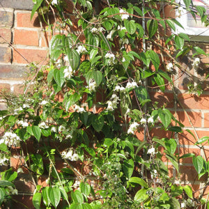 Clematis clarkeana 'Winter Beauty' Climbing Plants