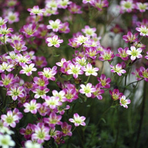 Best Rockery Plants | Ultimate Alpine Collection Perennial Bedding