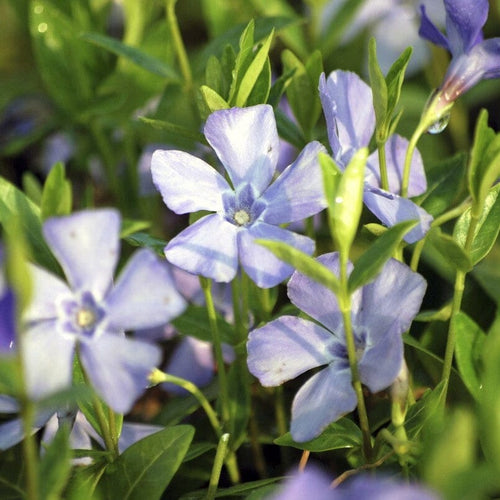 Vinca minor 'Bowles's Variety' Perennial Bedding