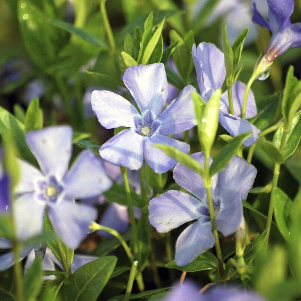 Vinca minor 'Bowles's Variety' Perennial Bedding