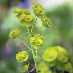 Euphorbia amygdaloides var. robbiae Perennial Bedding