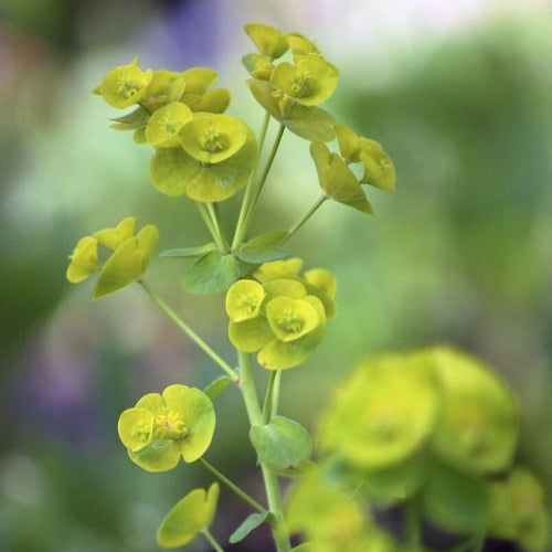 Euphorbia amygdaloides var. robbiae Perennial Bedding