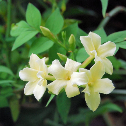 Jasmine 'Clotted Cream' | Jasminum officinale Climbing Plants