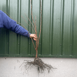 'Webb's Prize' Cobnut Tree | Corylus avellana Fruit Trees