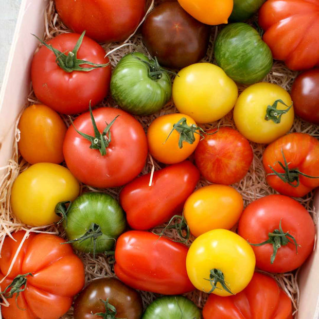 Colourful Tomato Plants Collection Vegetables