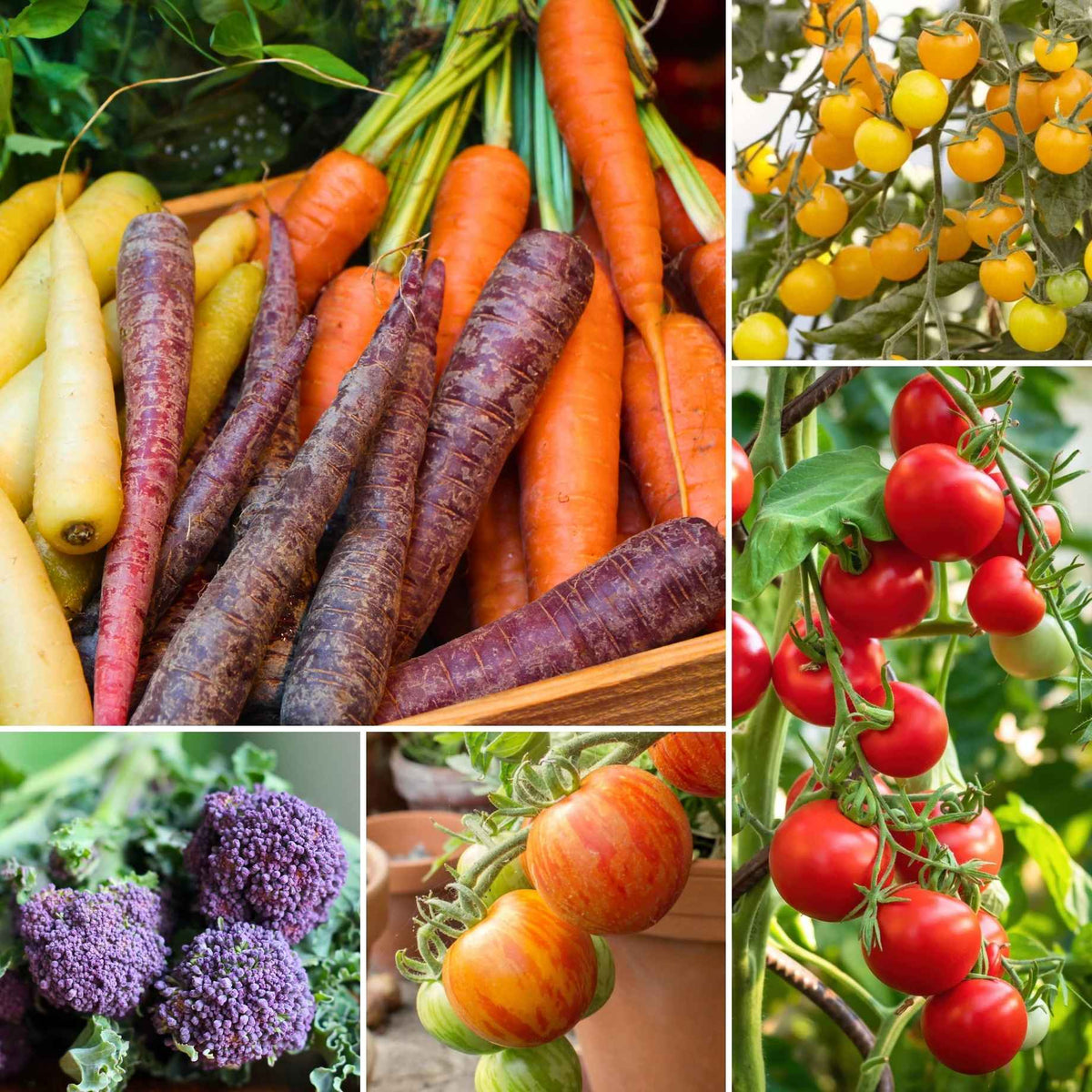 Colorful Vegetables Colorful Vegetables, 2012, Best, Deisng, Nature,