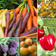 Colourful Vegetable Plants Vegetables