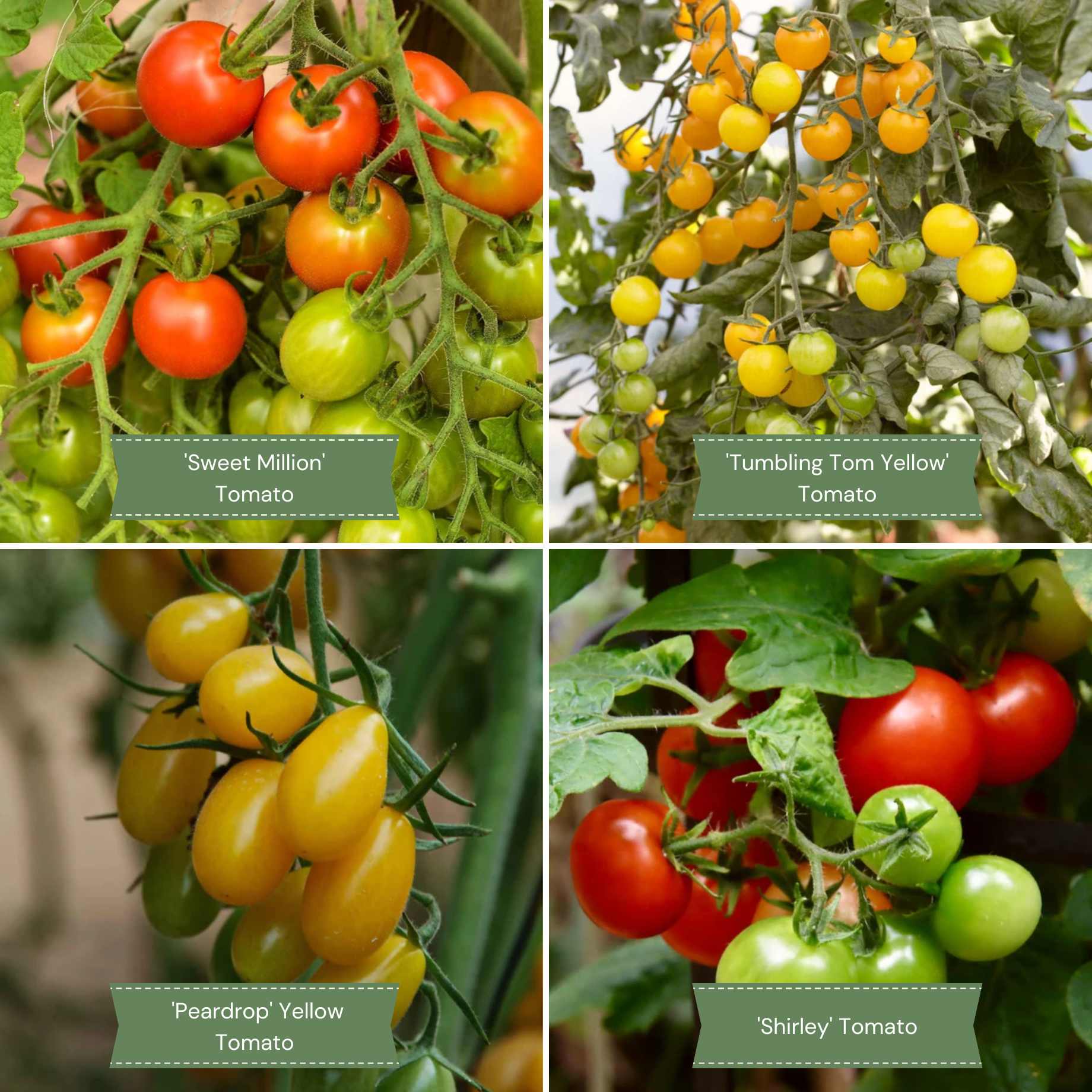 Colourful Tomato Plants Collection – Roots Plants