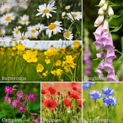Complete Wildflower Meadow Plugs Collection Perennial Bedding
