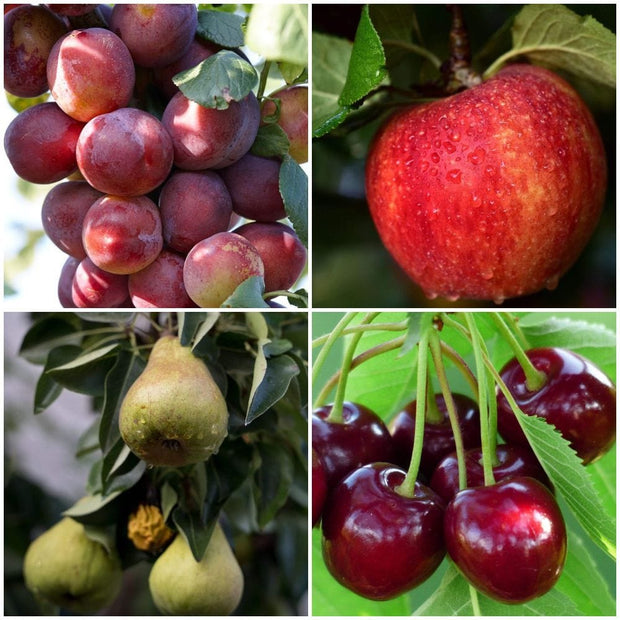 Complete Orchard Collection | Apple, Cherry, Pear, Plum Trees Fruit Trees