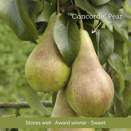 Patio Pear Tree Trained Fruit Trees