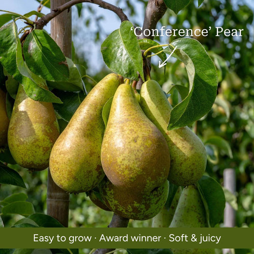 Patio Pear Tree Trained Fruit Trees