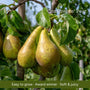 Patio Pear Tree Trained Fruit Trees