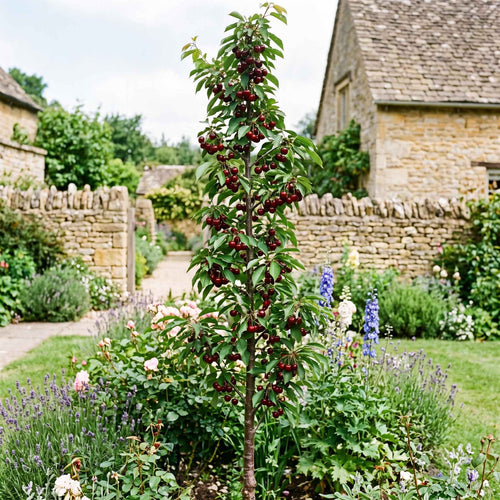 Cordon Cherry Tree Trained Fruit Trees