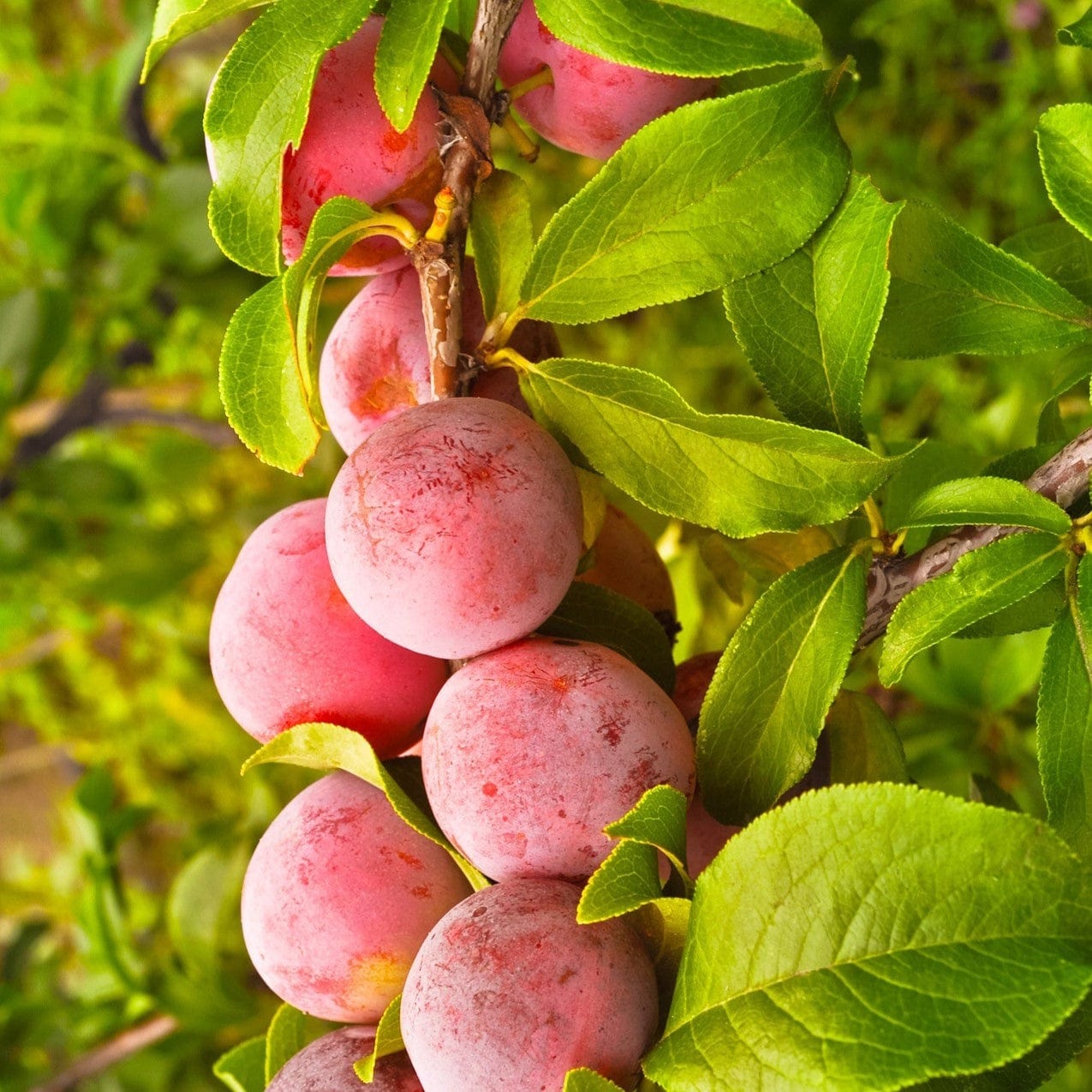 Cordon Plum Tree