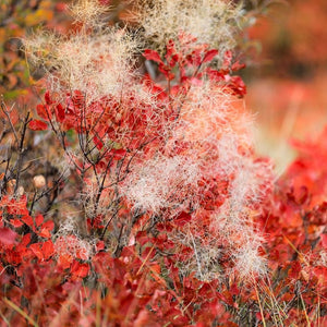 Smoke Tree | Cotinus coggygria 'Young Lady' Shrubs