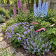 Cottage Garden Plants | Cotswolds Country Classics Perennial Bedding