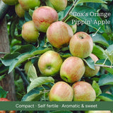 Stepover Apple Tree Trained Fruit Trees