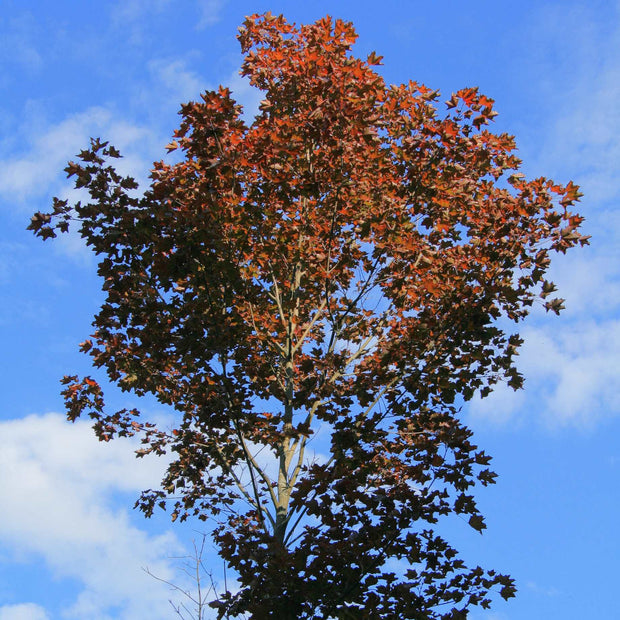 Purple-Leaved Norway Maple Tree | Acer platanoides 'Crimson King' Ornamental Trees