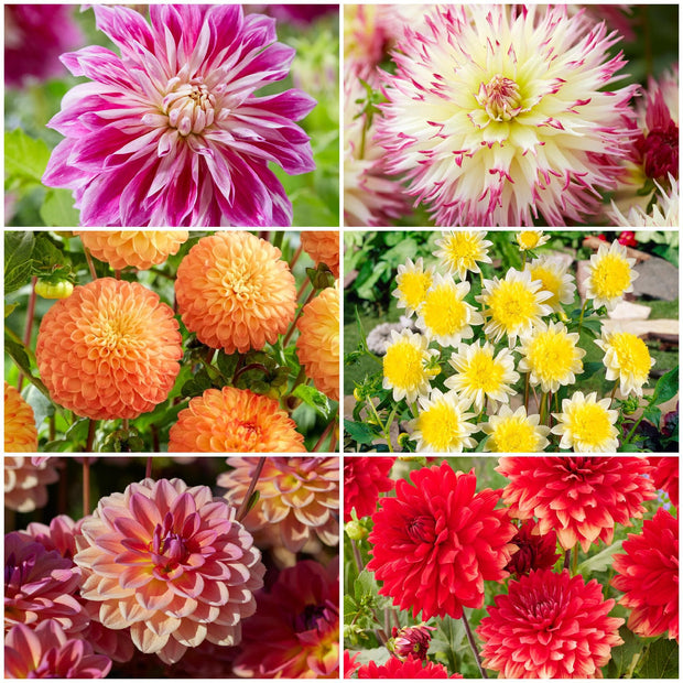 Stately Dahlia Collection Perennial Bedding