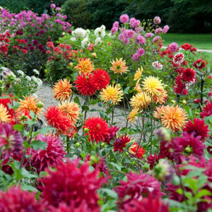 Seize The Dahlia Collection Perennial Bedding