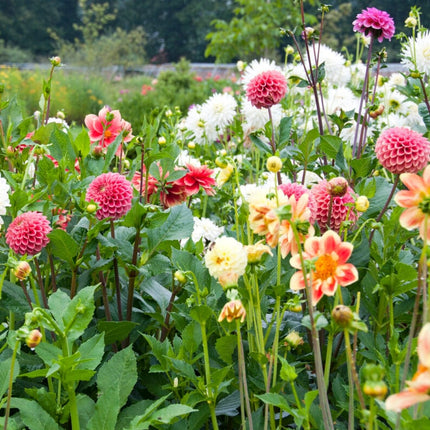 Seize The Dahlia Collection Perennial Bedding