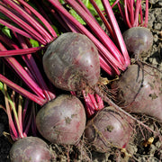 'Darko' Beetroot Plants Vegetables