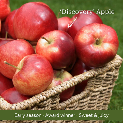 Stepover Apple Tree Trained Fruit Trees