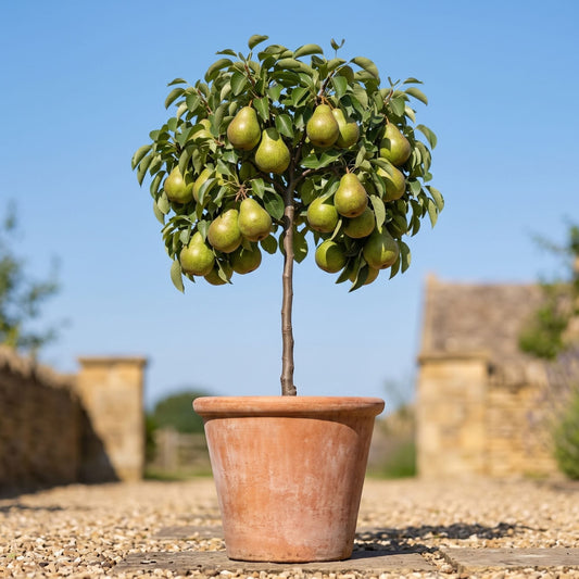 'Doyenné du Comice Improved' Patio Pear Tree Fruit Trees