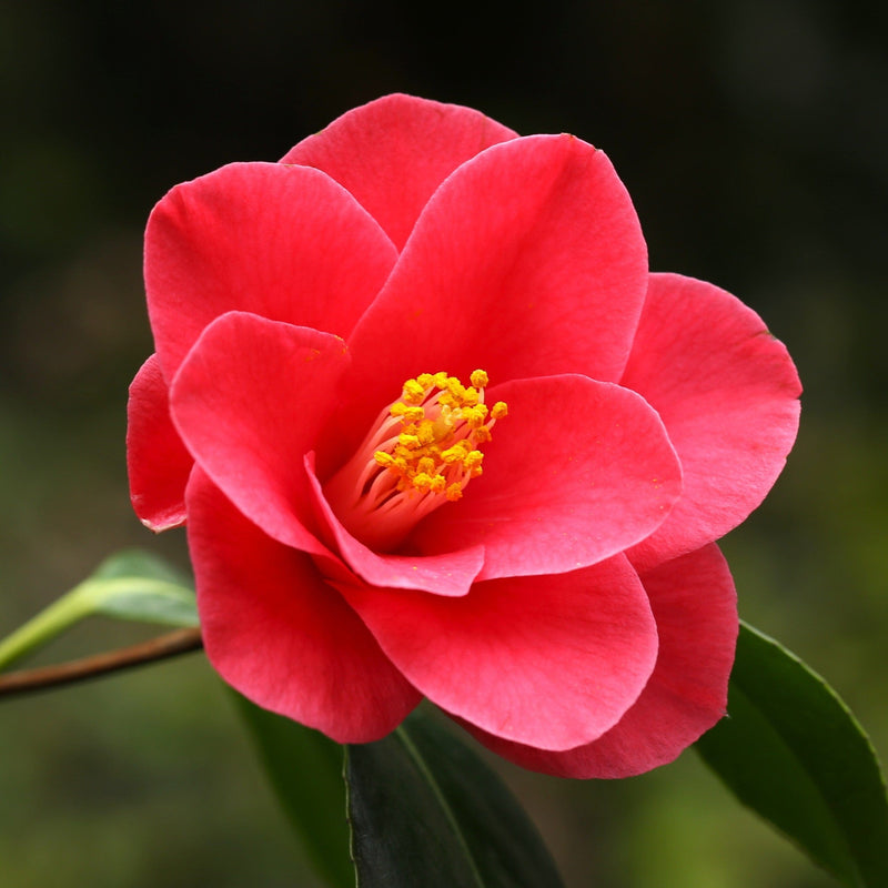 Pink Japanese Camellia | Camellia japonica 'Doctor King' Shrubs